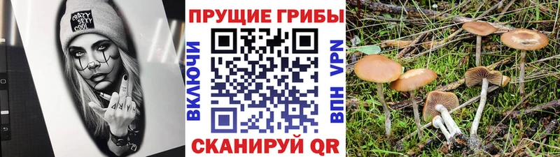 Псилоцибиновые грибы Psilocybine cubensis  закладки  Россошь 