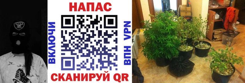 Марихуана тримм KRAKEN ссылка Россошь